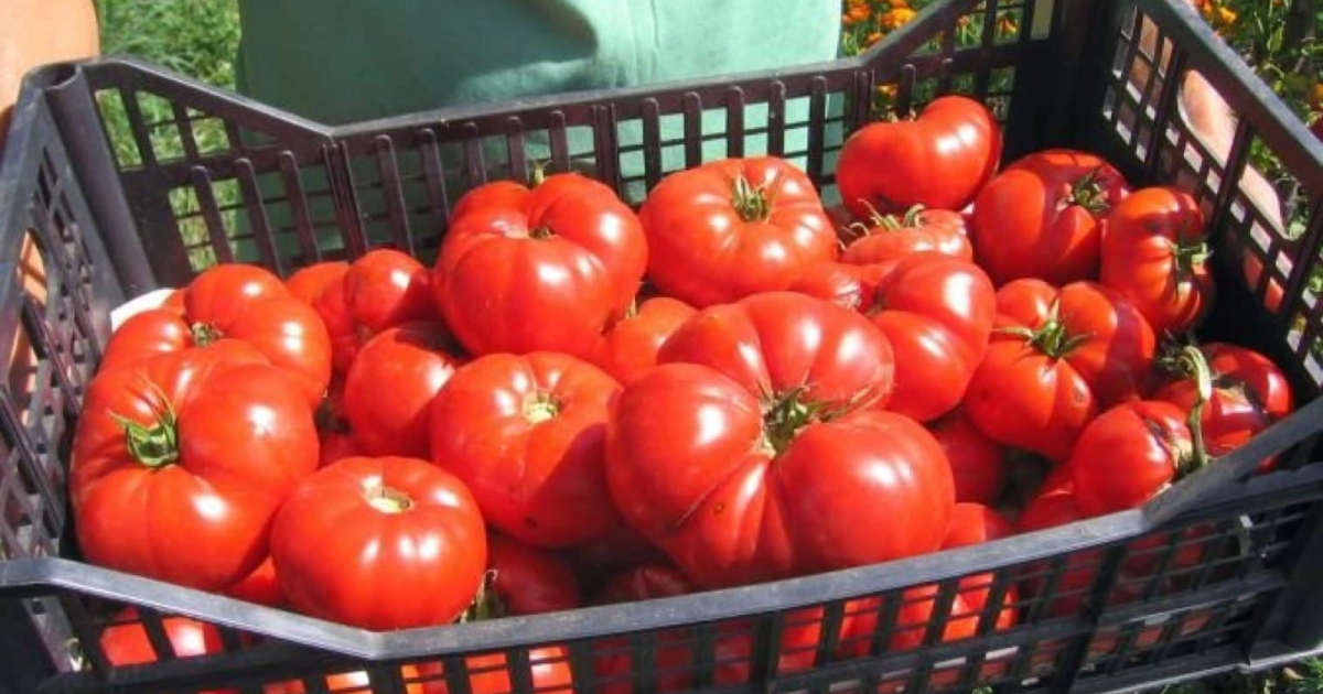 De ce roșiile românești, o raritate pentru buzunarul multora