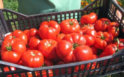 De ce roșiile românești, o raritate pentru buzunarul multora