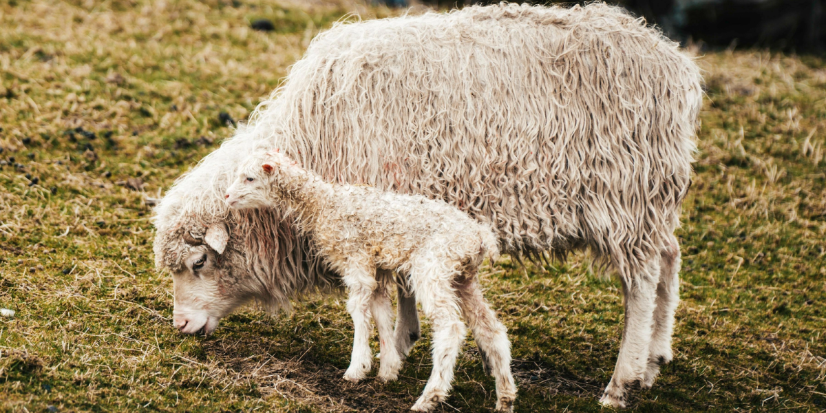 media-174284704704148800.webp.webp - NewsFactor