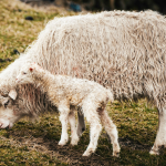 media-174284704704148800.webp.webp - NewsFactor