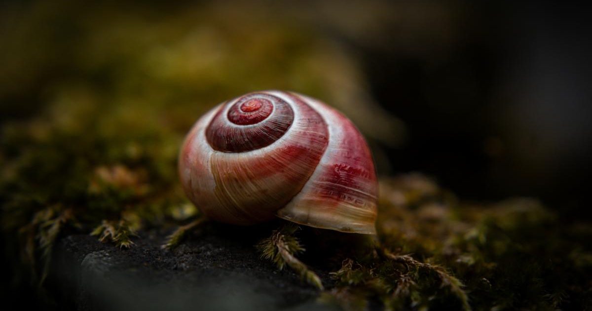 Melcul VAMPIR terifiant: Italia propune o creatură sângeroasă la premii!