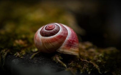 Melcul VAMPIR terifiant: Italia propune o creatură sângeroasă la premii!