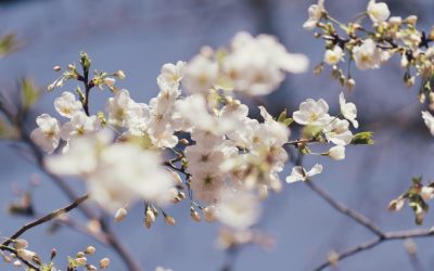 Vine caldura! Soarele alungă frigul, temperaturi normale în România