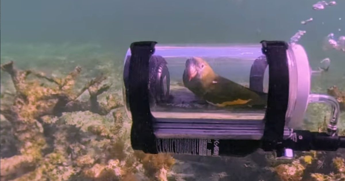 Bărbat inventiv: Submarin pentru papagalul curios să admire viața subacvatică