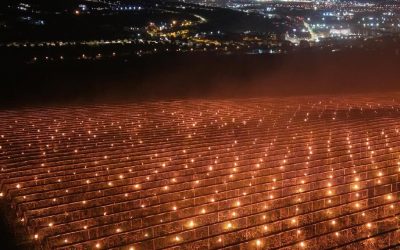 Fermierul clujean, gest nebunesc: 40.000 de euro în flăcări pentru cireși