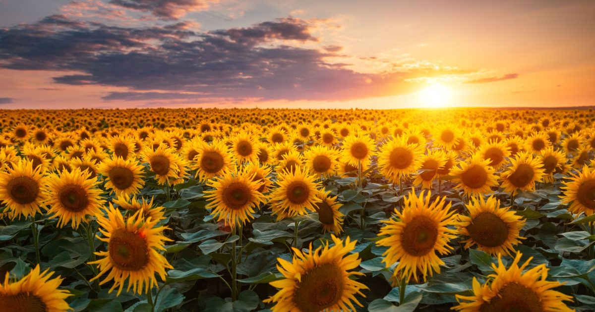 De ce NU toți norii arată la fel? Testul care îți pune mintea la contribuție