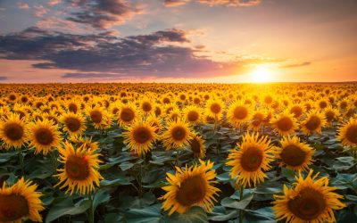 De ce NU toți norii arată la fel? Testul care îți pune mintea la contribuție