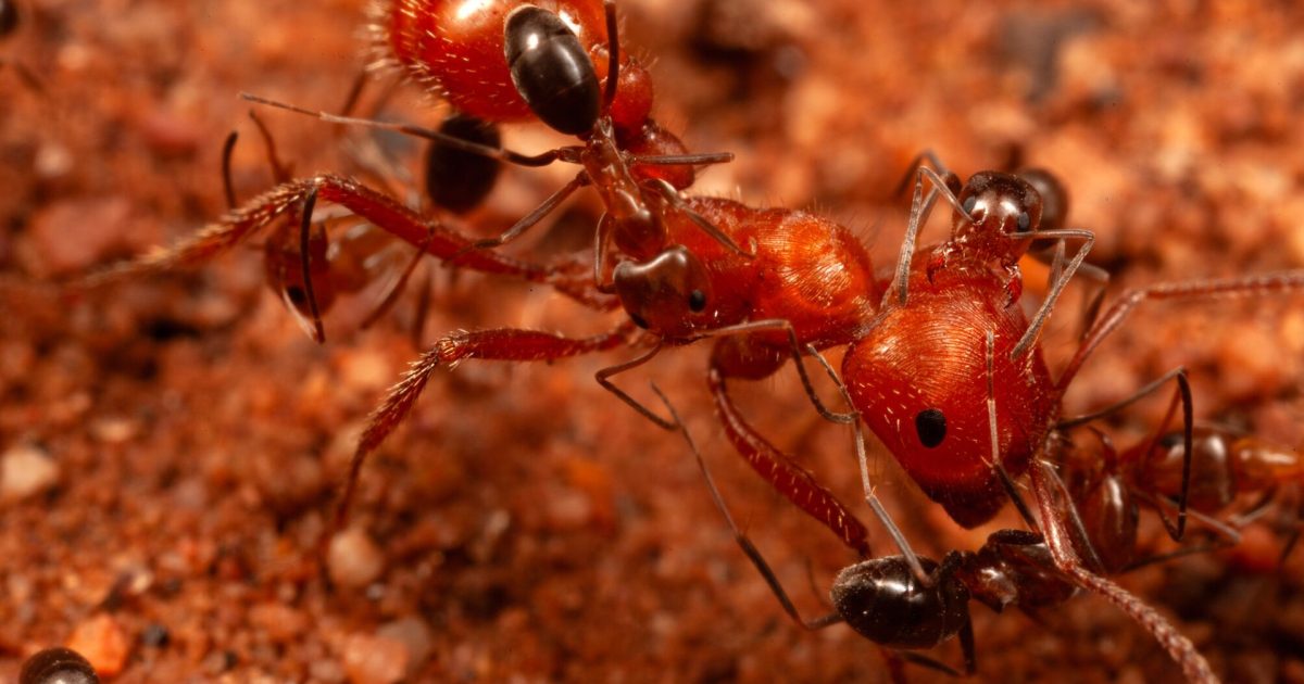 Cercetătorii, șocați: Furnicile fac ceva NOU!