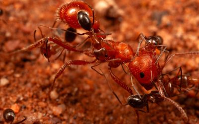 Cercetătorii, șocați: Furnicile fac ceva NOU!