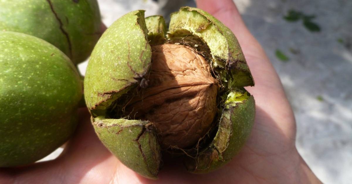 Nuci: Super-alimentul care scade colesterolul și combate depresia