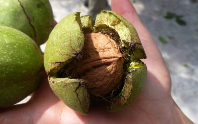 Nuci: Super-alimentul care scade colesterolul și combate depresia