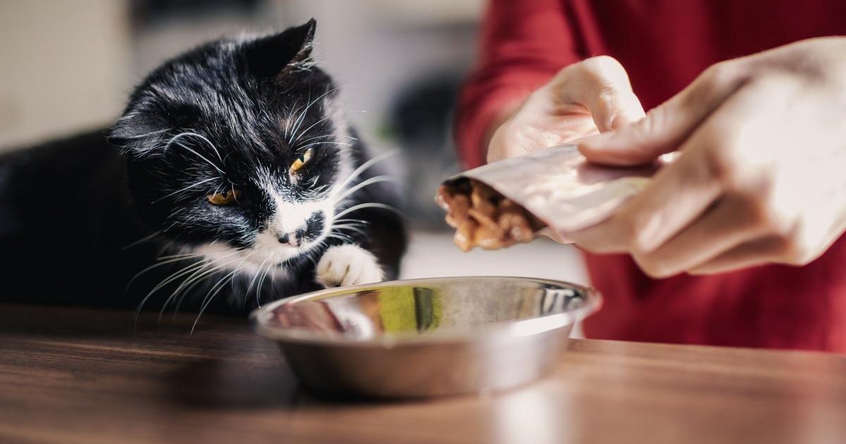 Japonezi, studiu-șoc despre pisici: De ce lasă mereu mâncarea în castron