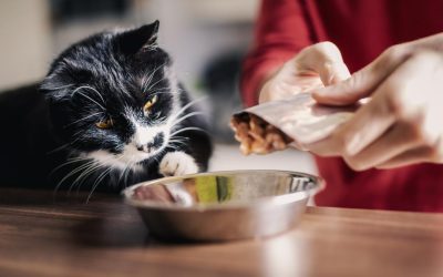 Japonezi, studiu-șoc despre pisici: De ce lasă mereu mâncarea în castron