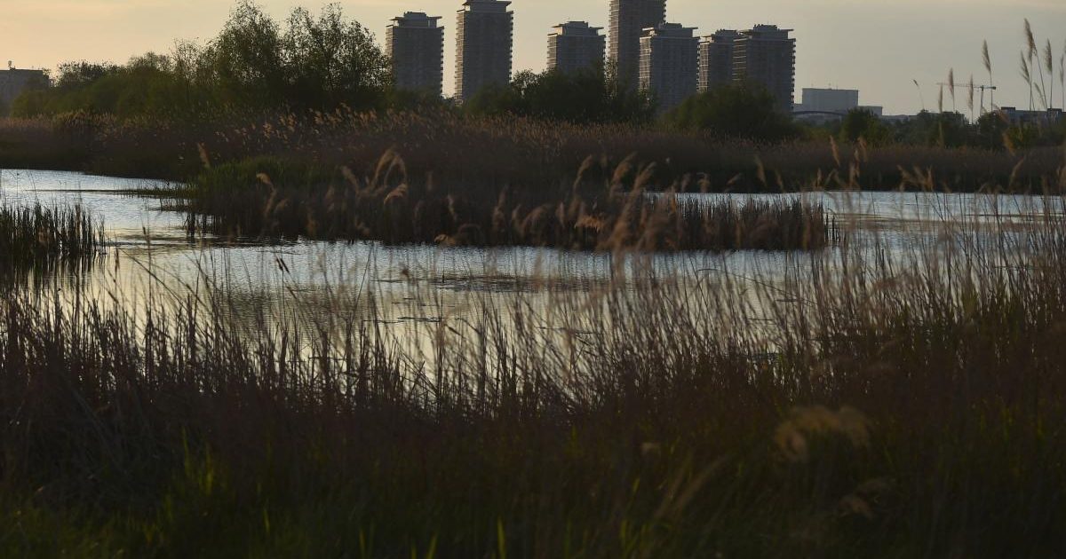 Bloomberg, uimită de Delta Văcărești: O grădină sălbatică în București