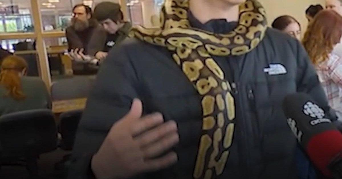 Șerpi, arma anti-stres pentru studenți. O universitate din CANADA, metoda inedită