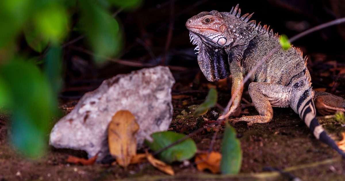 Ochii vertebratelor, un singur ochi inițial? Cercetătorii uimesc cu o nouă teorie