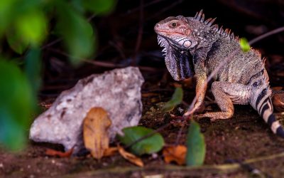 Ochii vertebratelor, un singur ochi inițial? Cercetătorii uimesc cu o nouă teorie