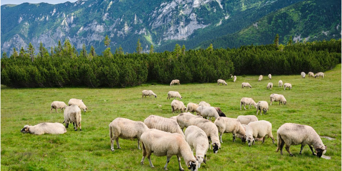oi-ovine-foto-shutterstock.jpg - NewsFactor