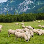 oi-ovine-foto-shutterstock.jpg - NewsFactor