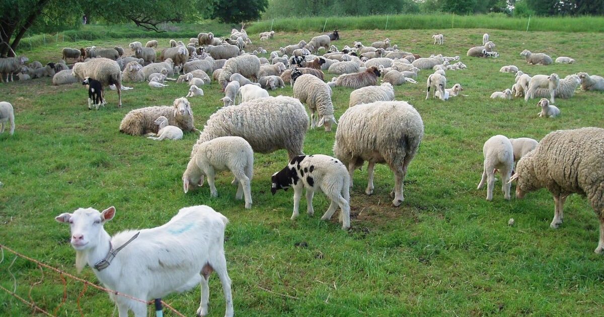 Zoofil în serie prins în Franța: Detalii ȘOCANTE despre crimă