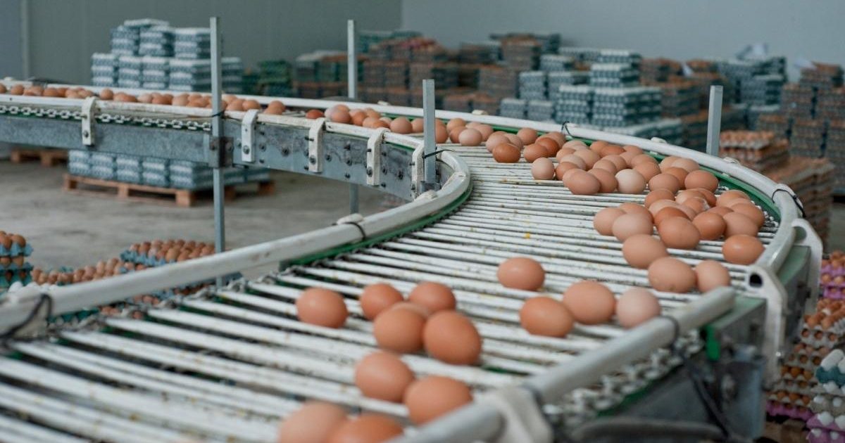 Alertă: 1,5 milioane de ouă cu Salmonella, retrase de la o fermă din Galați!