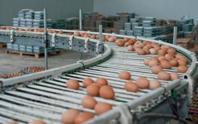 Alertă: 1,5 milioane de ouă cu Salmonella, retrase de la o fermă din Galați!