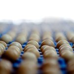 oua-ferma.jpg - NewsFactor