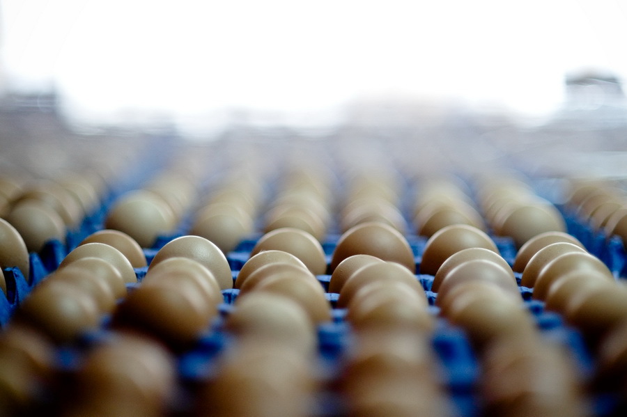 oua-ferma.jpg - NewsFactor