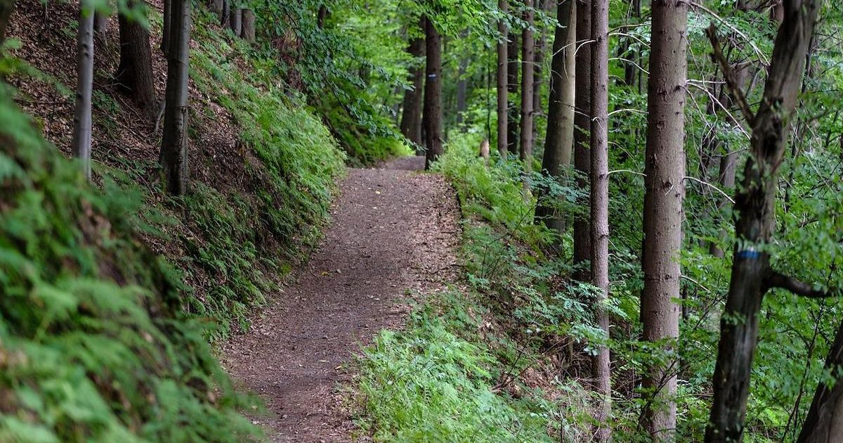 România, pe harta mondială a sunetelor: Pădurile din Vânători-Neamț, la Earth FM