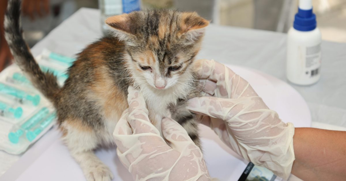 Agenția Europeană dă undă verde primului vaccin veterinar bazat pe ARN