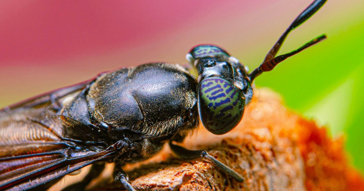 UE investește într-un hub european pentru reproducerea muștei soldat negre