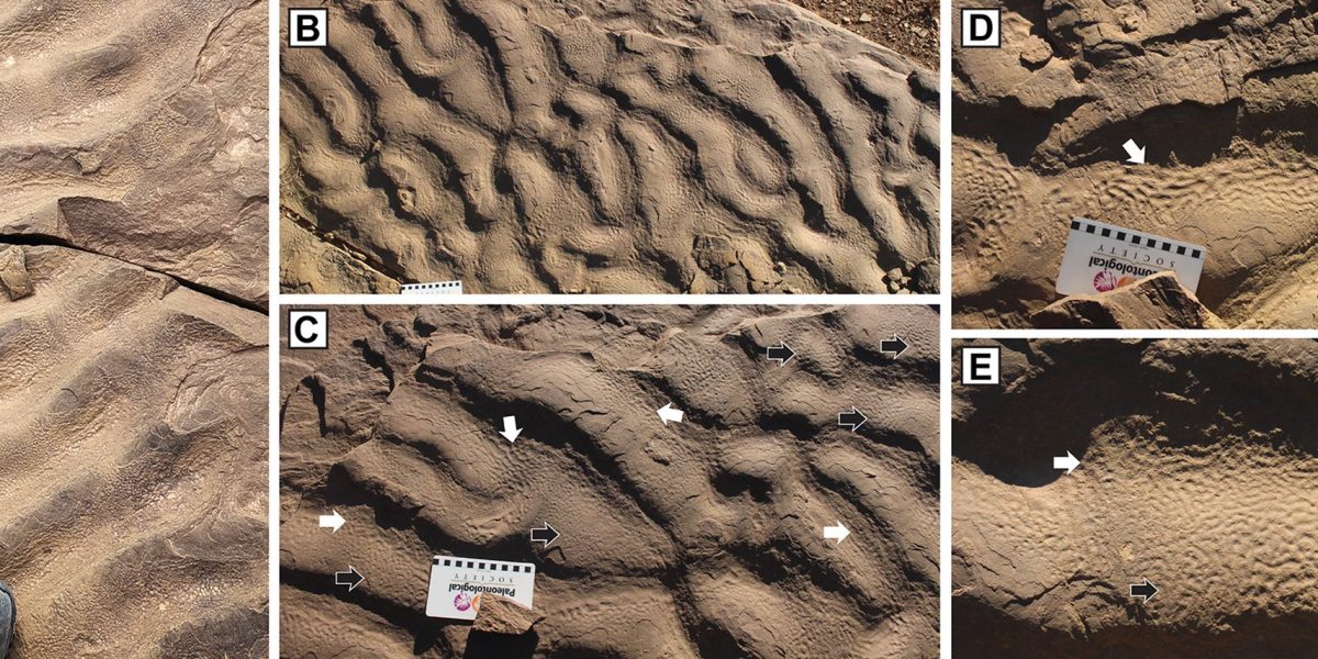 piele-de-elefant-roci-gsw_Descopera.jpg - NewsFactor