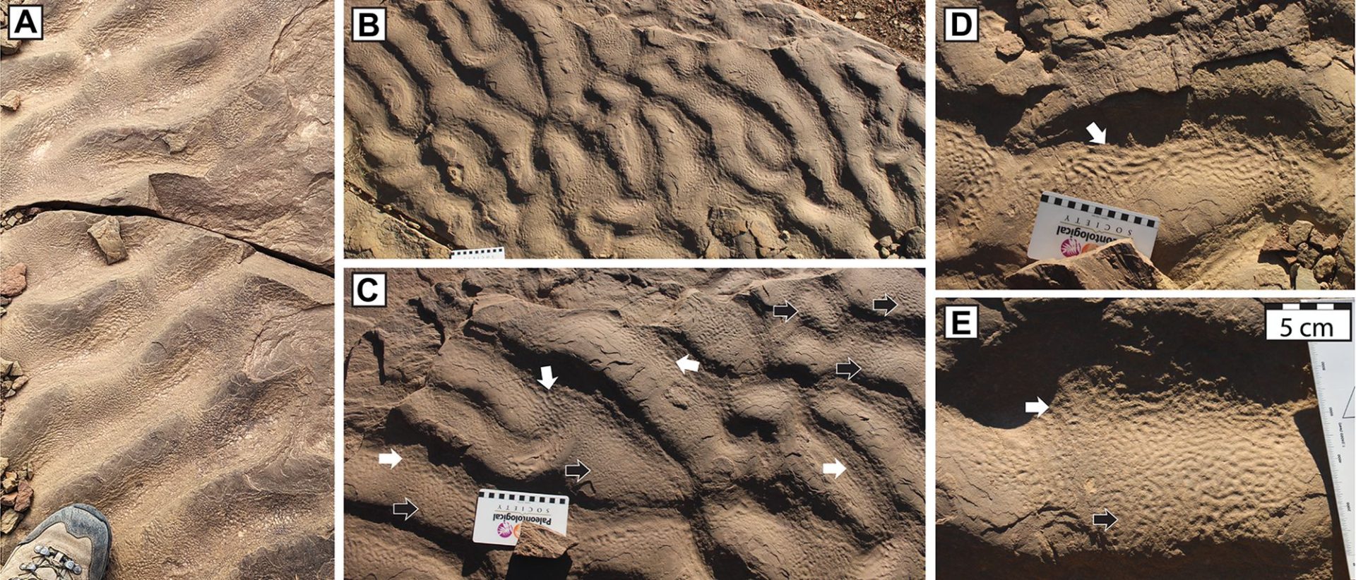 Fosile microbiene enigmatice descoperite în Maroc: O nouă perspectivă asupra vieții antice O formațiune stâncoasă neobișnuită, cu o textură similară pielii de elefant, descoperită în Maroc, a determinat oamenii de știință să-și reconsidere teoriile despre locurile în care microbii antici ar fi putut prospera