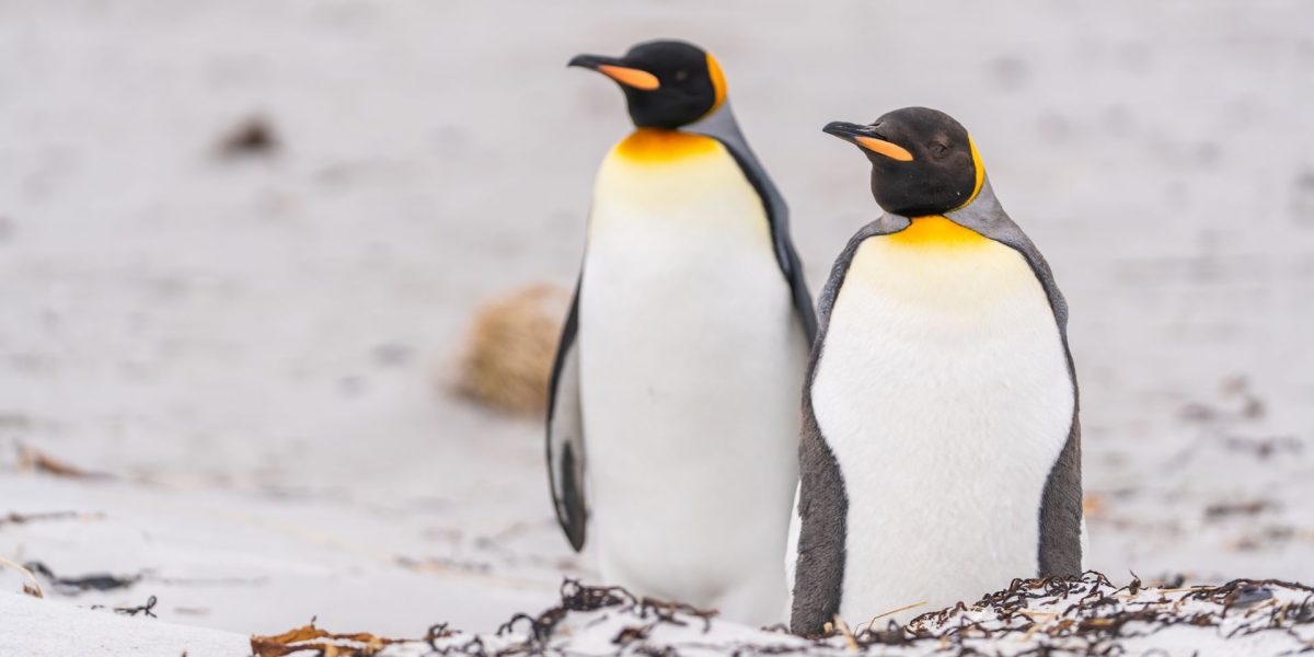 pinguinii-care-au-mancare-la-discretie_shutterstock_descopera-10.jpg - NewsFactor