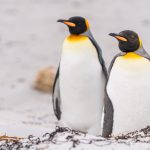pinguinii-care-au-mancare-la-discretie_shutterstock_descopera-10.jpg - NewsFactor