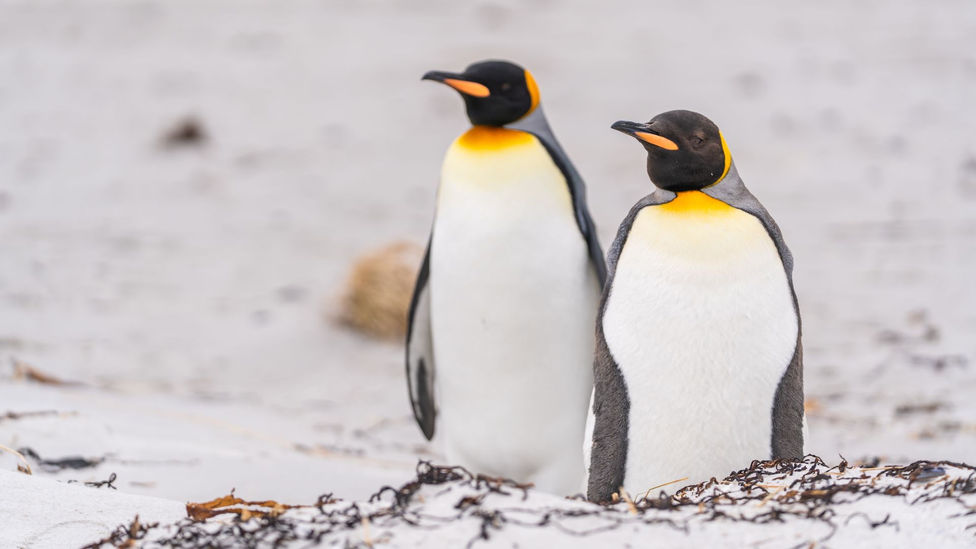 Pinguinii din grădinile zoologice îmbătrânesc mai repede decât cei din sălbăticie, chiar dacă trăiesc mai mult, arată un studiu recent