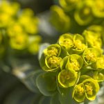 planta.jpg - NewsFactor