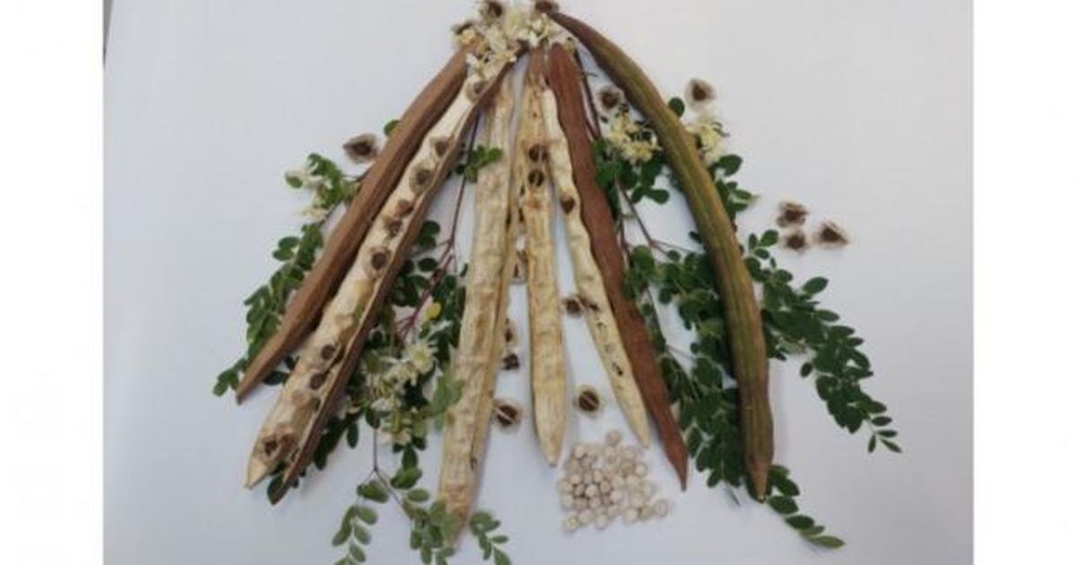 Planta minune din Brazilia, secretul apei curate: Elimină microplasticele