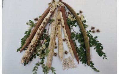 Planta miraculoasă din BRAZILIA: Curăță apa de microplastice