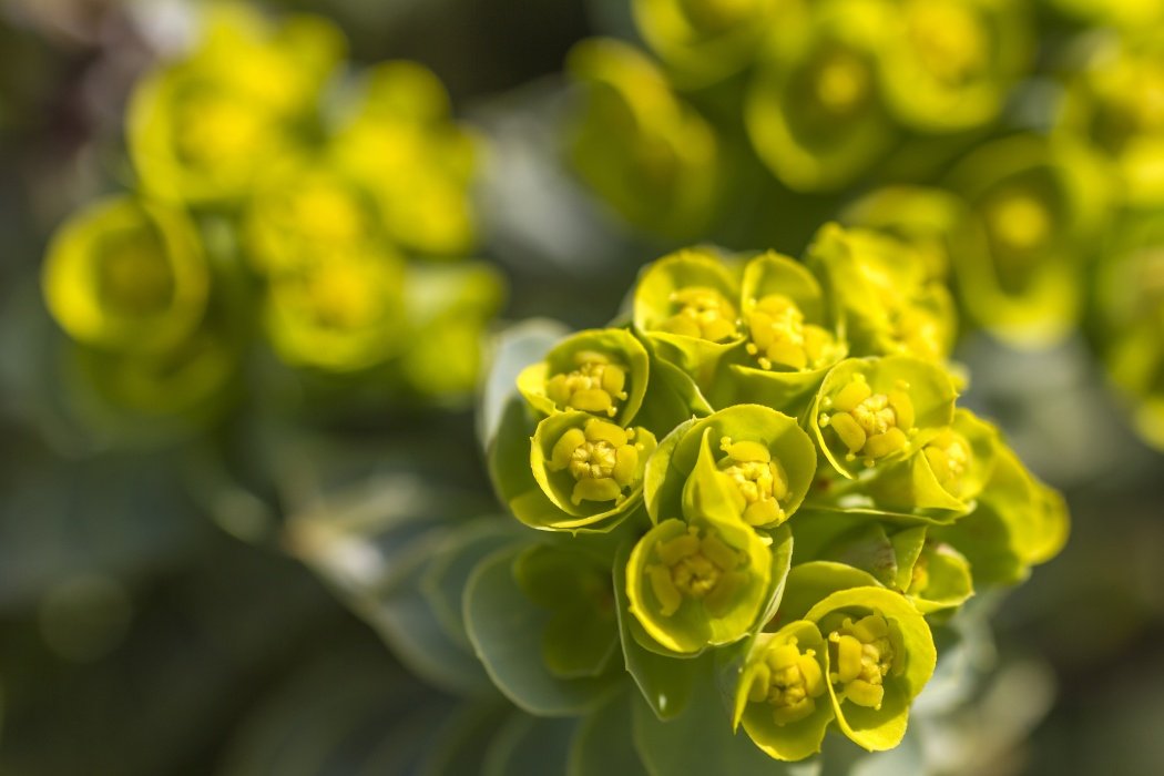 Euphorbia, floarea-minune care-ți face grădina rai. Sfaturi utile despre „coronița lui Hristos”