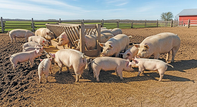 porci-porcusori-ferma-123rf.jpg - NewsFactor