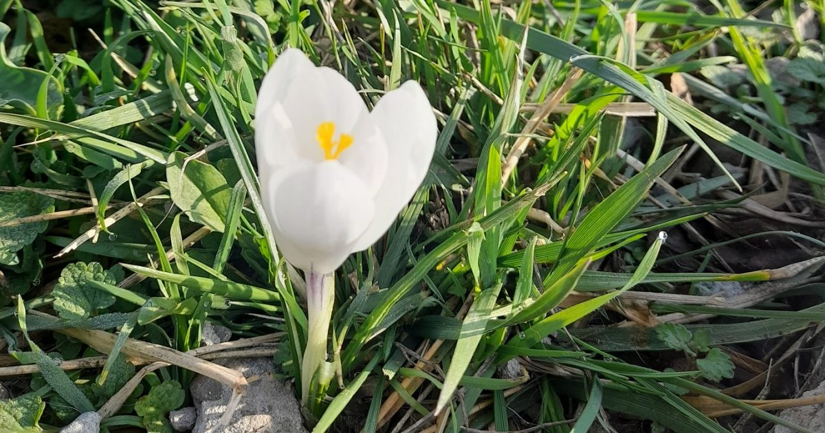 Temperaturile cresc ușor în România: Vremea se încălzește treptat