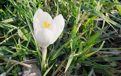 Temperaturile cresc ușor în România: Vremea se încălzește treptat