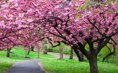 Vremea se schimbă: Temperaturi mai ridicate și ploi slabe în România