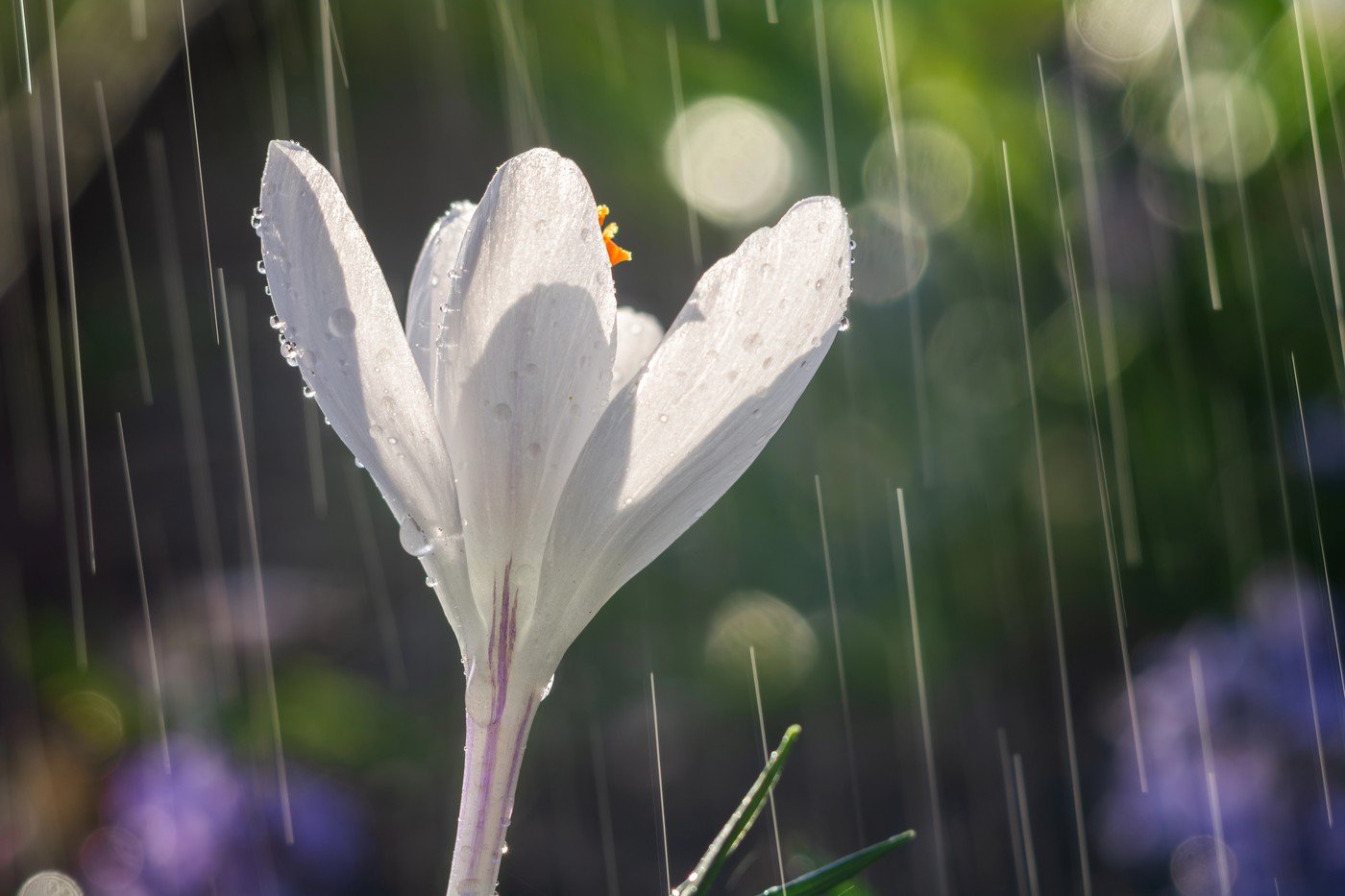 Vremea de primăvară vine cu temperaturi neobișnuit de ridicate în mare parte din țară