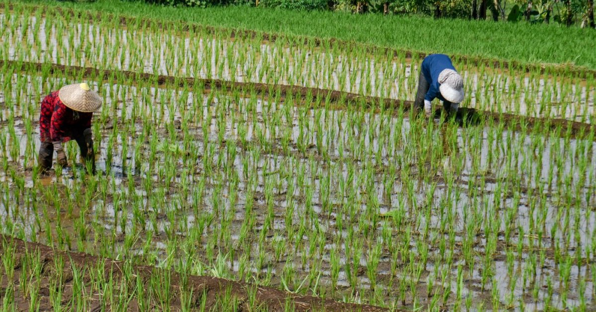 Criza carburanților, efect direct al războiului din Iran, lovește orezul asiatic