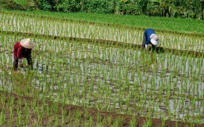 Criza carburanților, efect direct al războiului din Iran, lovește orezul asiatic
