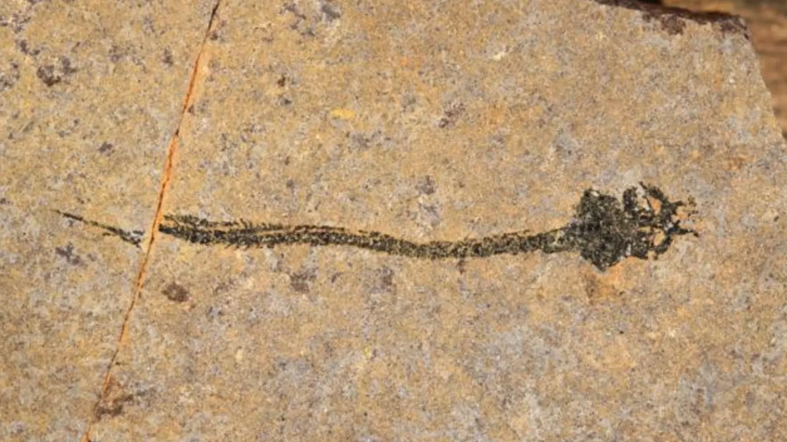 O creatură misterioasă, asemănătoare unui țipar, descoperită acum mai bine de un secol într-o carieră scoțiană, ar putea fi, contrar așteptărilor, unul dintre cei mai vechi strămoși ai oamenilor