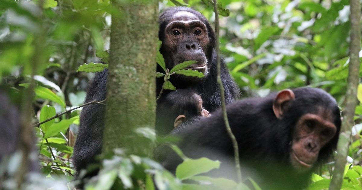 Cimpanzei UCIGAȘI în Uganda: „Se țineau de mână, acum se măcelăresc”