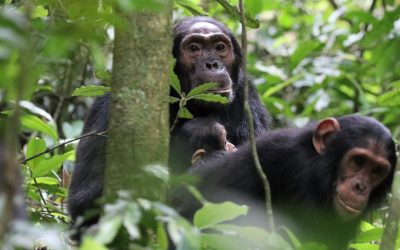 Cimpanzei UCIGAȘI în Uganda: „Se țineau de mână, acum se măcelăresc”